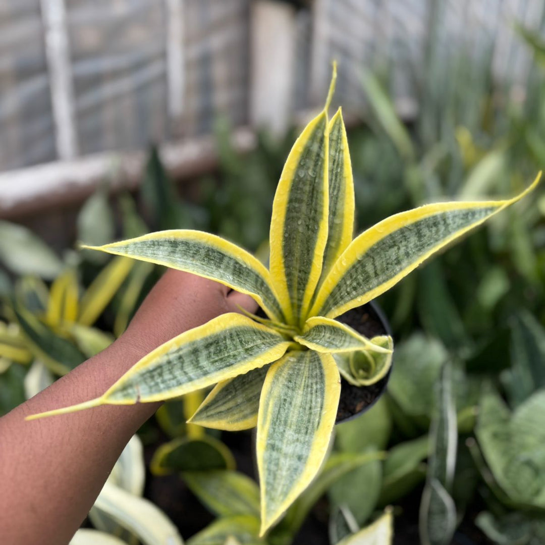EXACT PLANT Sansevieria trifasciata yellow tripe