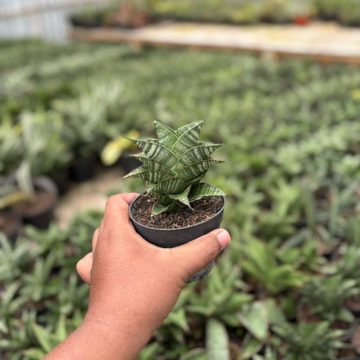 Sansevieria Jhodipati