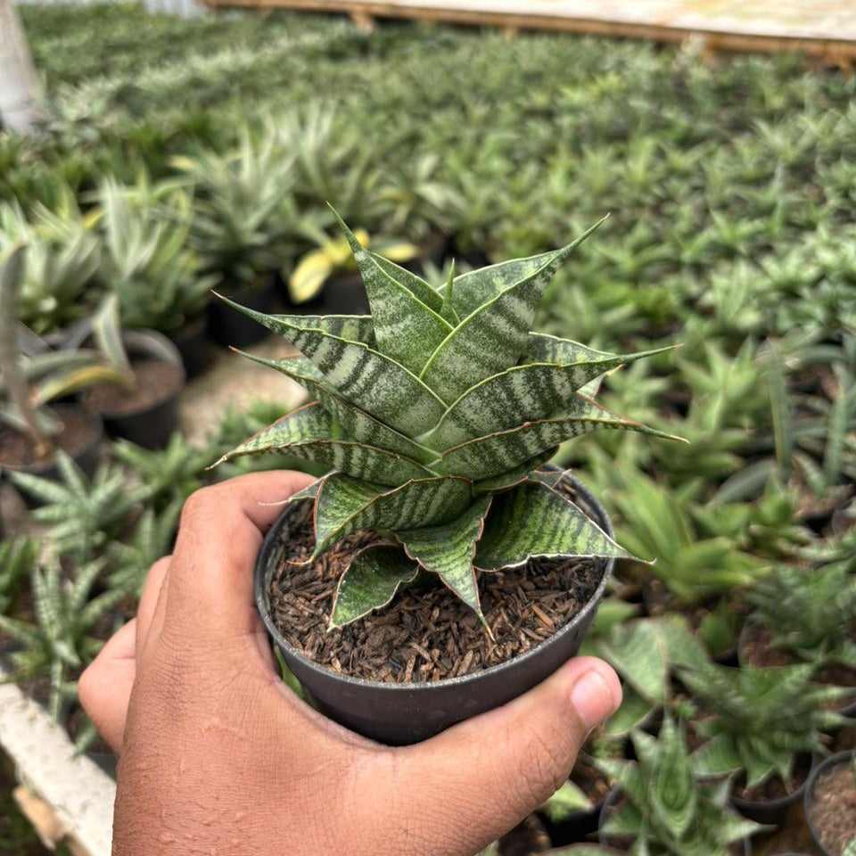 Sansevieria Jhodipati