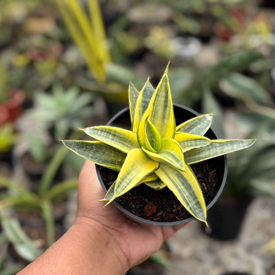 Sansevieria Ariela Tipis Variegated