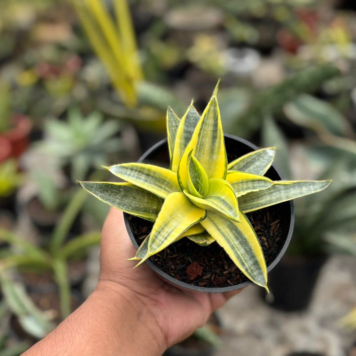 Sansevieria Ariela Tipis Variegated