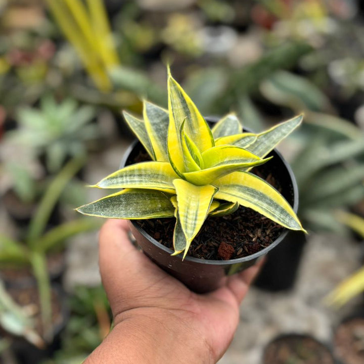 Sansevieria Ariela Tipis Variegated