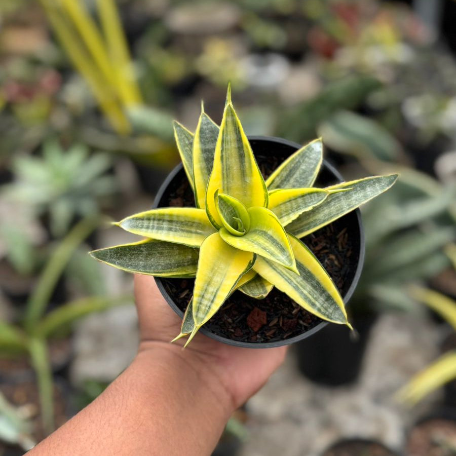 Sansevieria Ariela Tipis Variegated