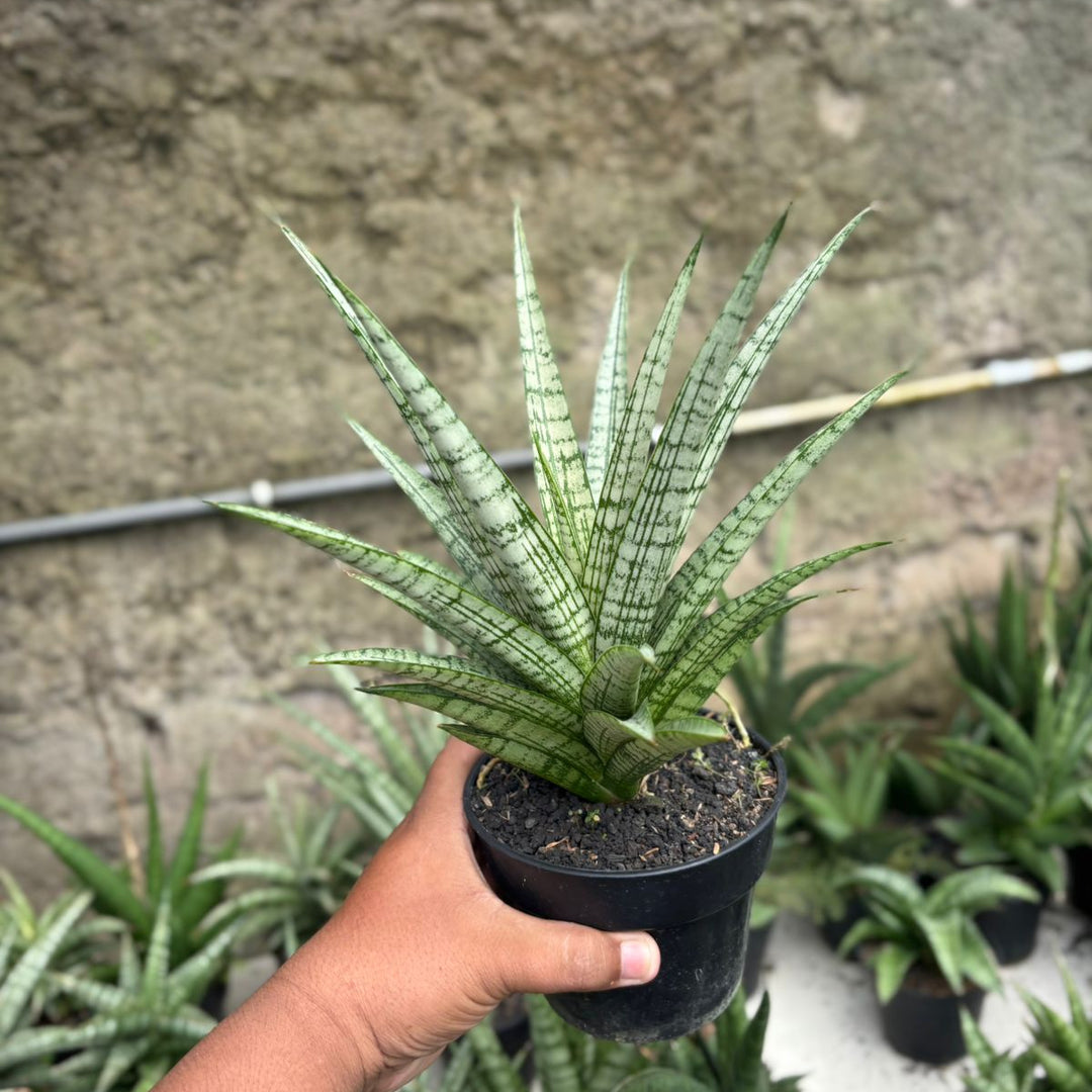 SA28 Sansevieria gepeng  BIG
