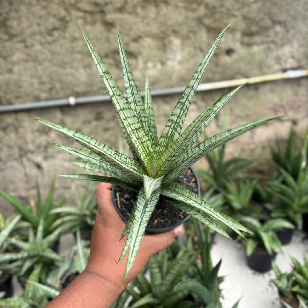 SA28 Sansevieria gepeng  BIG