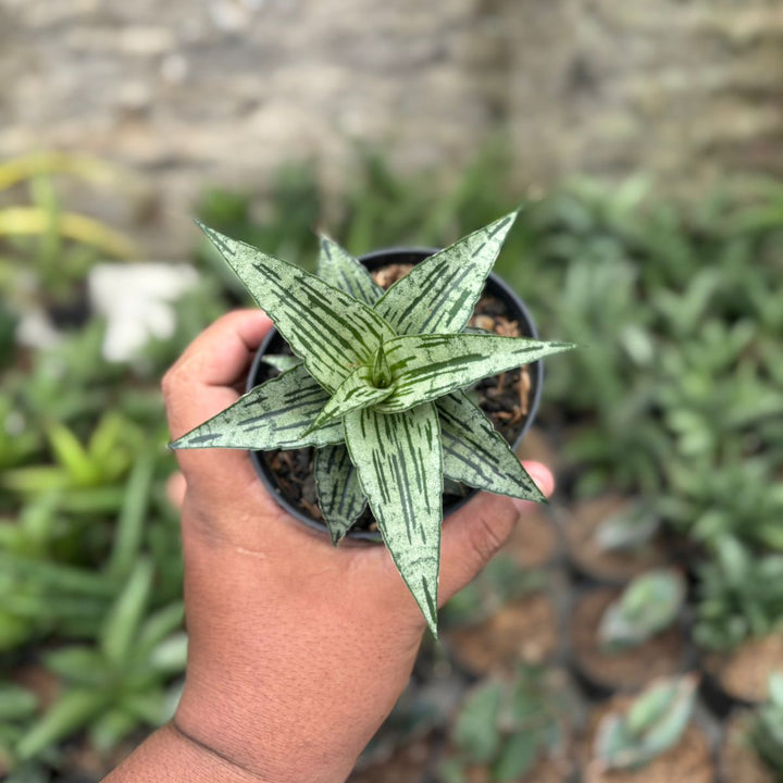 EXACT PLANT  Sansevieria bianca