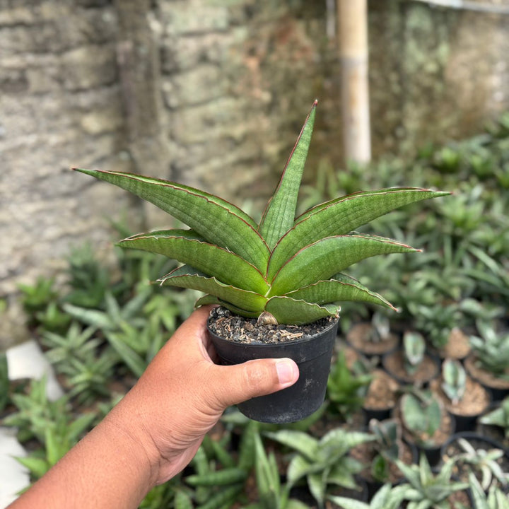 Sansevieria Brother