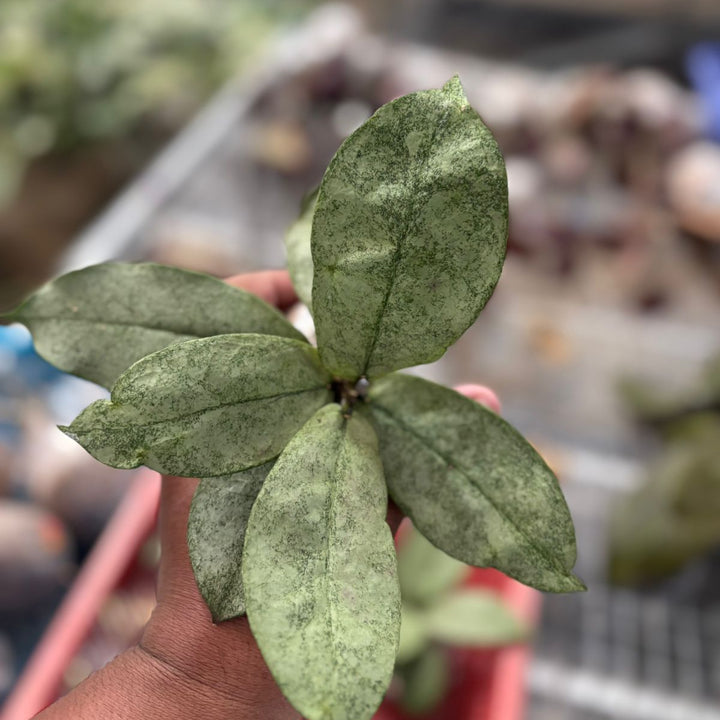 Hoya  mitrata silver kapuas