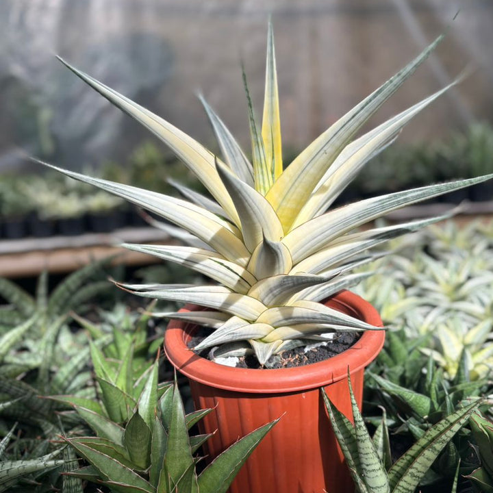 Sansevieria Snow White