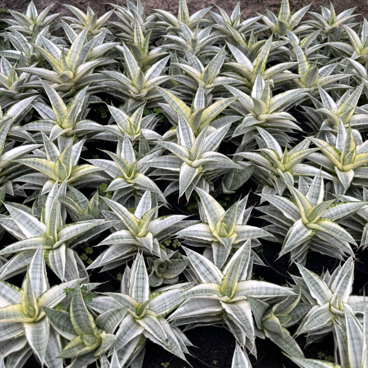 sansevieria gabriela Sansevieria Gabriela Variegated White – Succulentasia