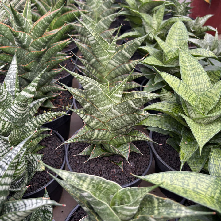 Sansevieria Jhodipati