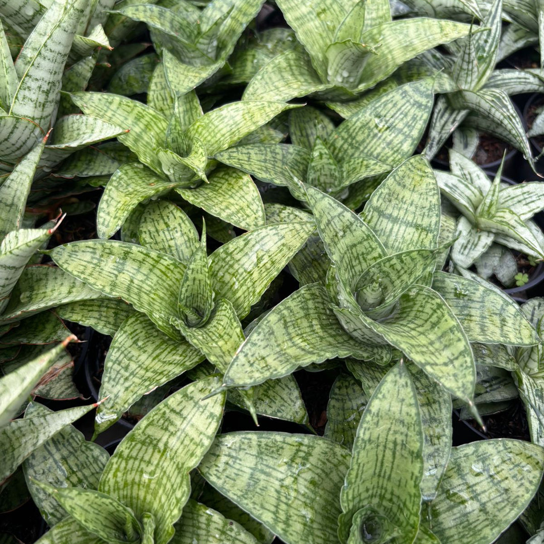 Sansevieria Cassara