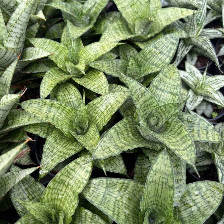 Sansevieria Cassara
