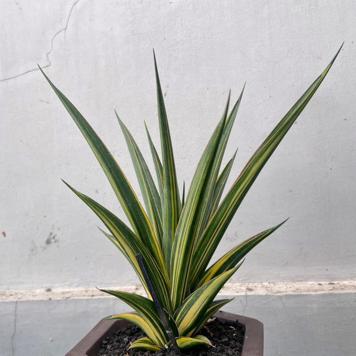 Sansevieria Luna Variegated