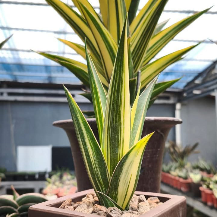 Sansevieria Luna Variegated – Succulentasia