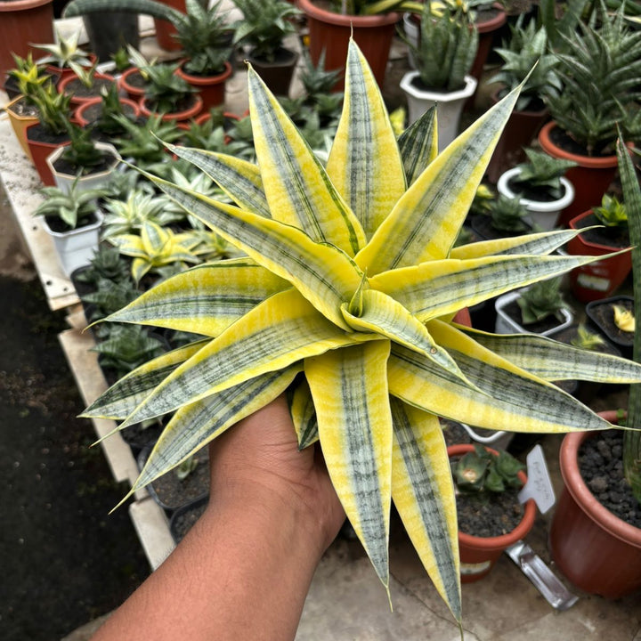 Sansevieria Spyder Aurea variegated