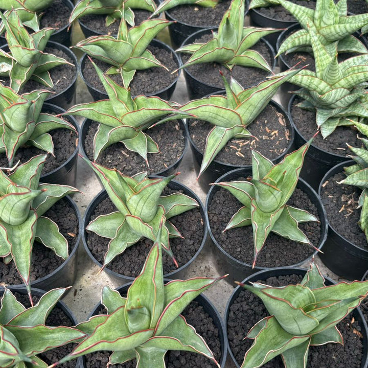Sansevieria Kirana