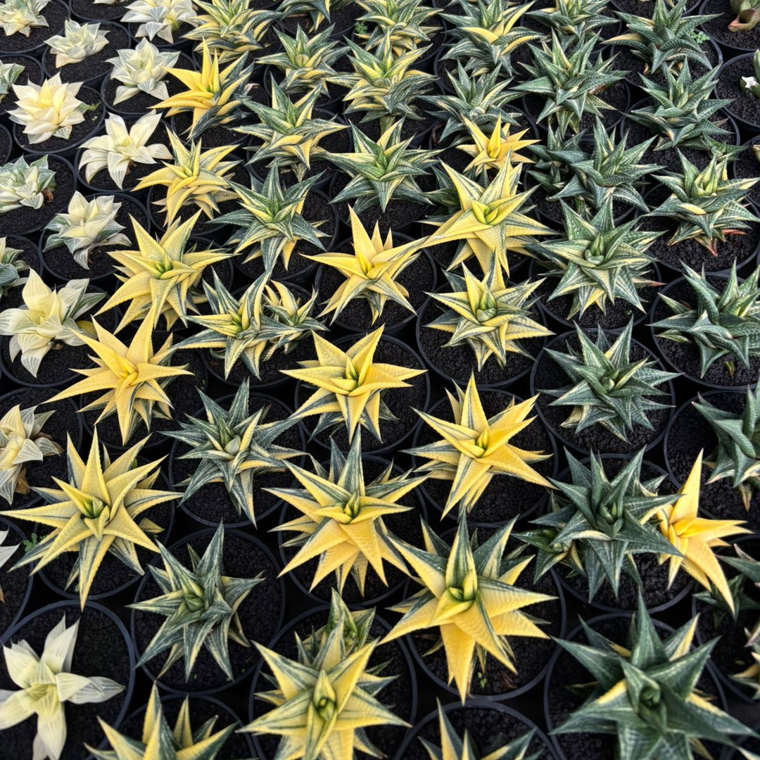Haworthia Limifolia Variegated