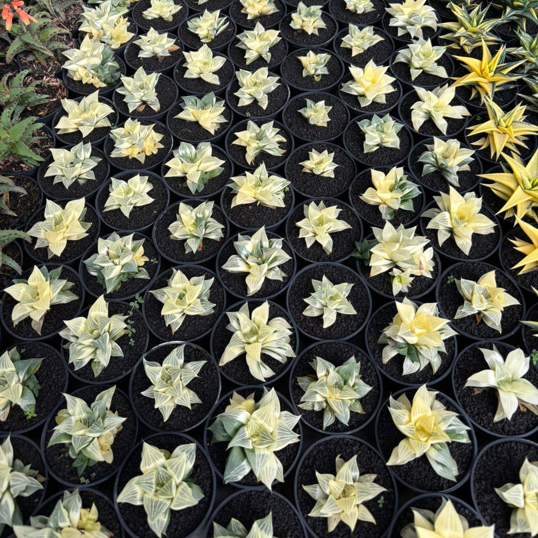 Haworthia Magnifica Variegated