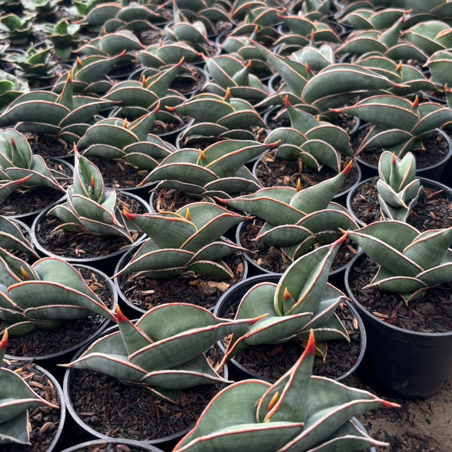 Sansevieria Rorida Green