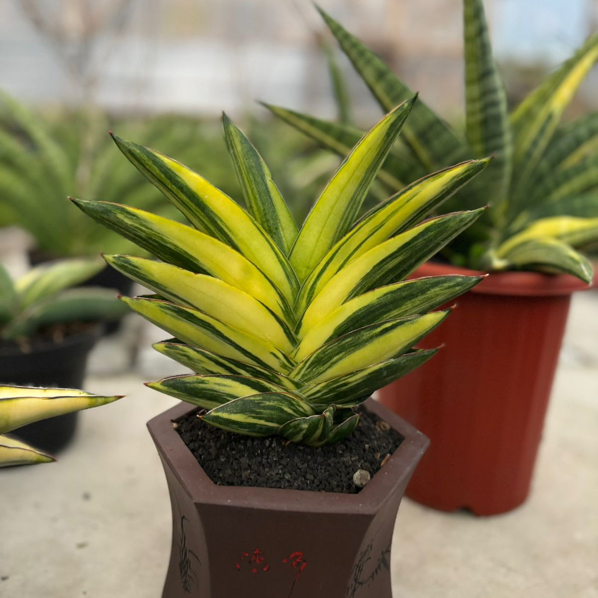 Sansevieria Andaman Variegated – Succulentasia