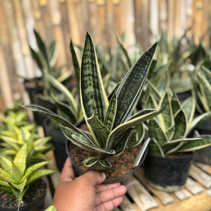 Sansevieria Trifasciata White Twisty
