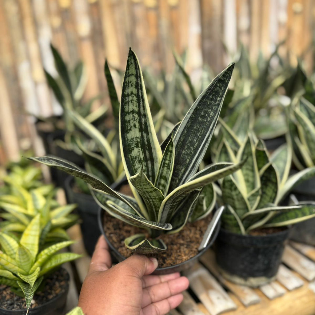 snake plant with white stripes Sansevieria Trifasciata White Twisty – Succulentasia