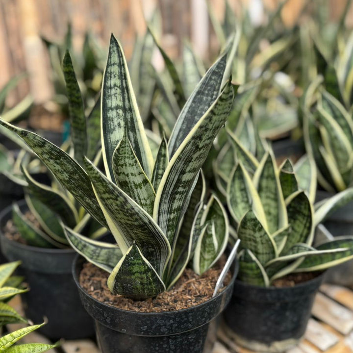 Sansevieria Trifasciata White Twisty