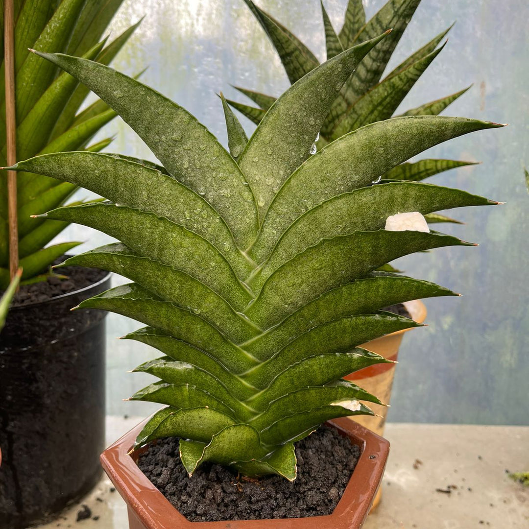 aloe sansevieria Sansevieria Larisa