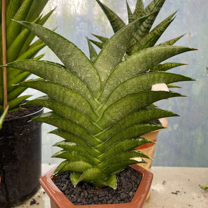 Sansevieria Larisa