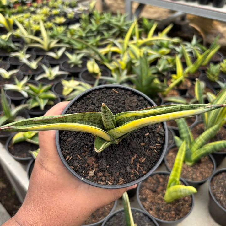 Sansevieria Marsha Green From Variegated