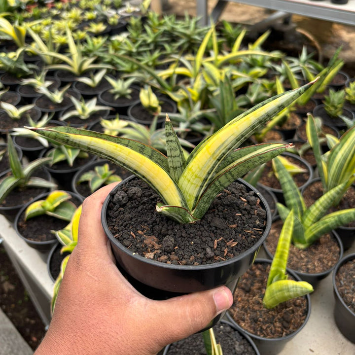 Sansevieria Marsha Green From Variegated