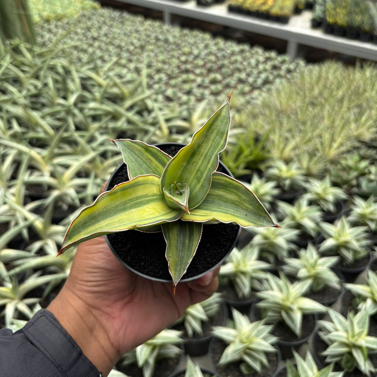 sansevieria blue Sansevieria Blue Leaf – Succulentasia