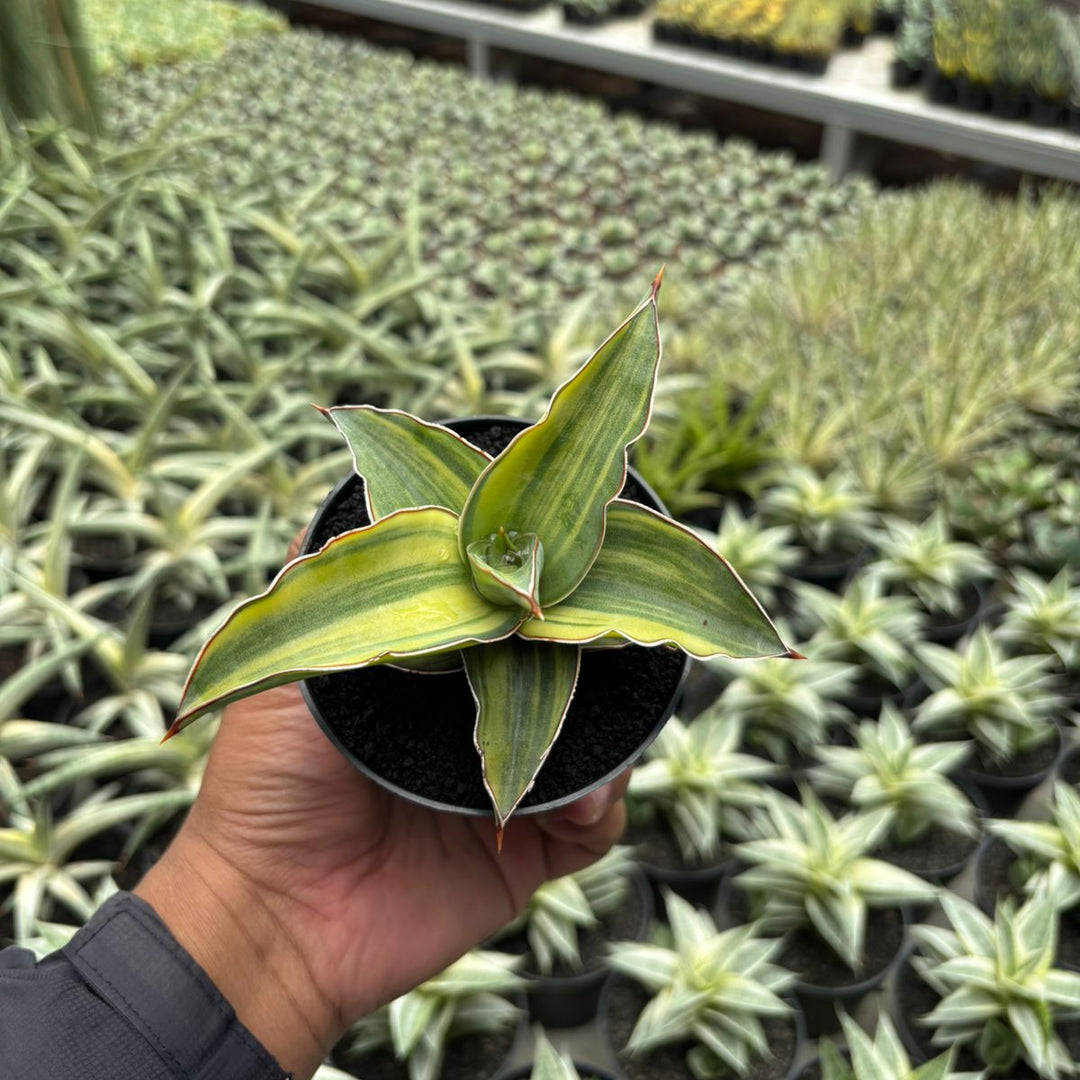 blue snake plant Sansevieria Blue Leaf – Succulentasia