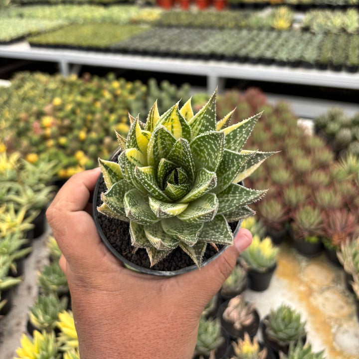 Gastrolea Beguinii Yellow Variegated