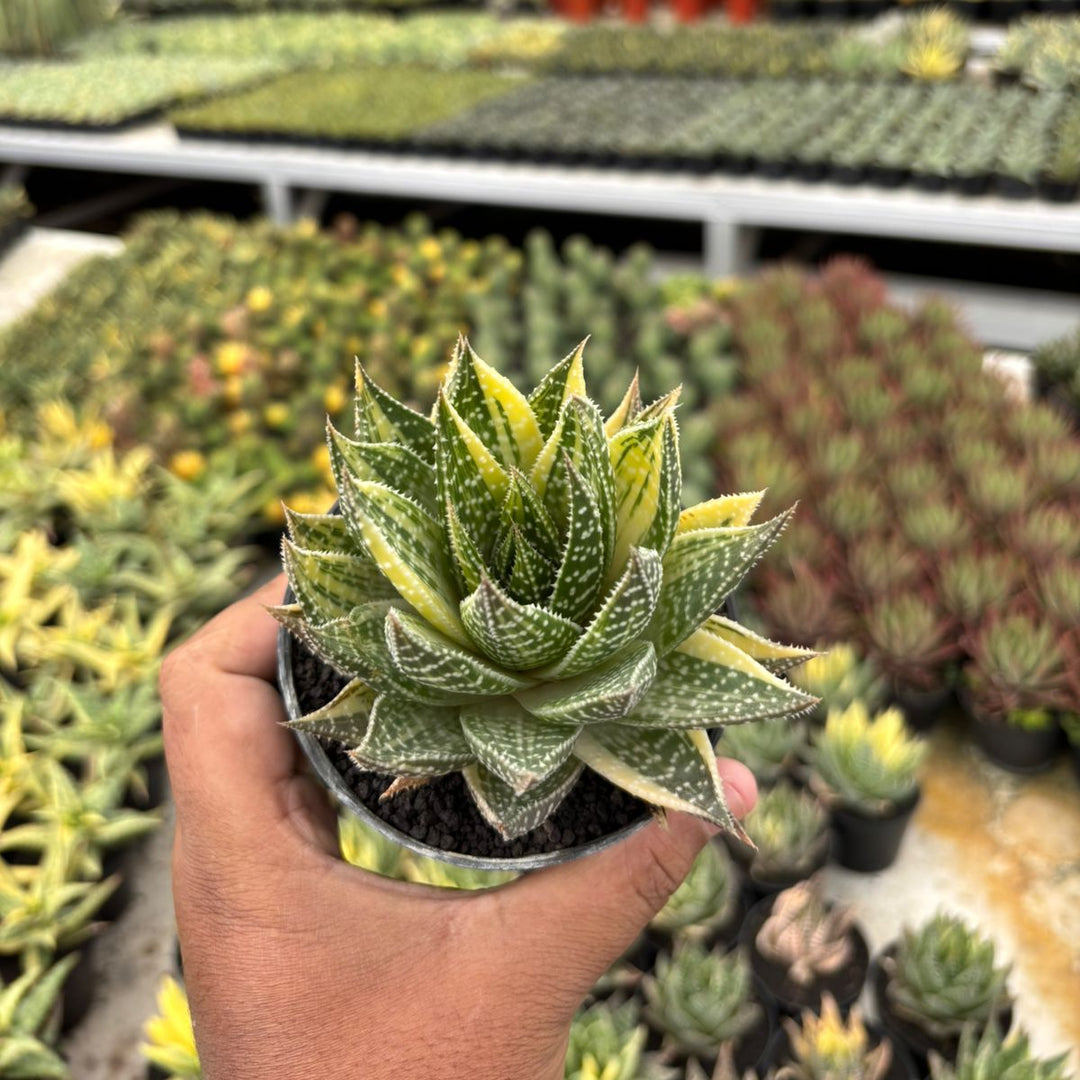 Gastrolea Beguinii Yellow Variegated