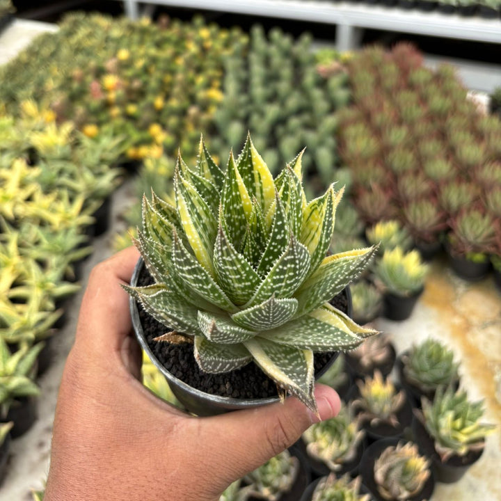 Gastrolea Beguinii Yellow Variegated