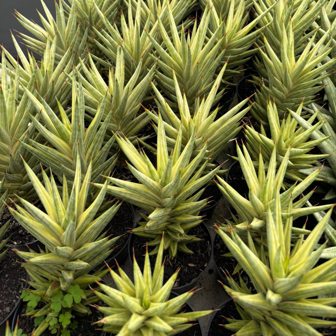 Sansevieria francisii Variegated yellow