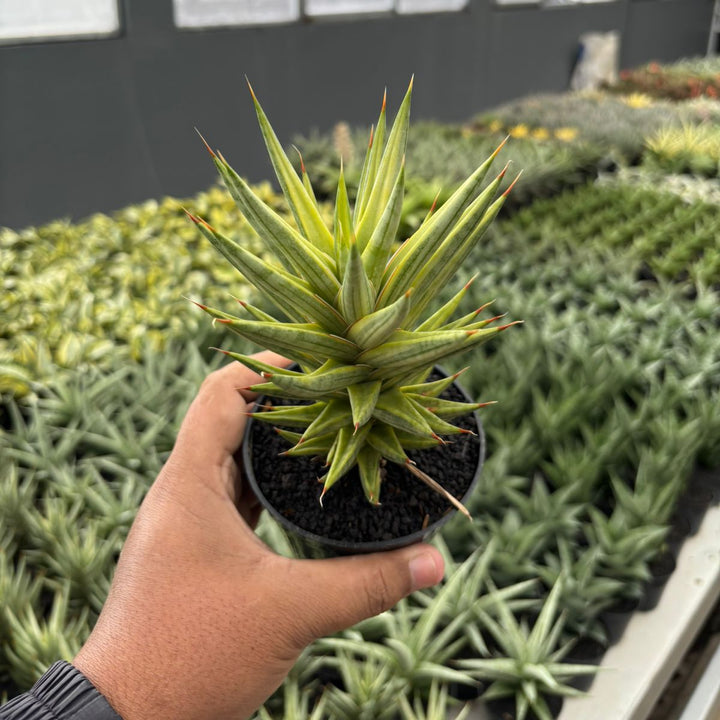 Sansevieria francisii Variegated yellow