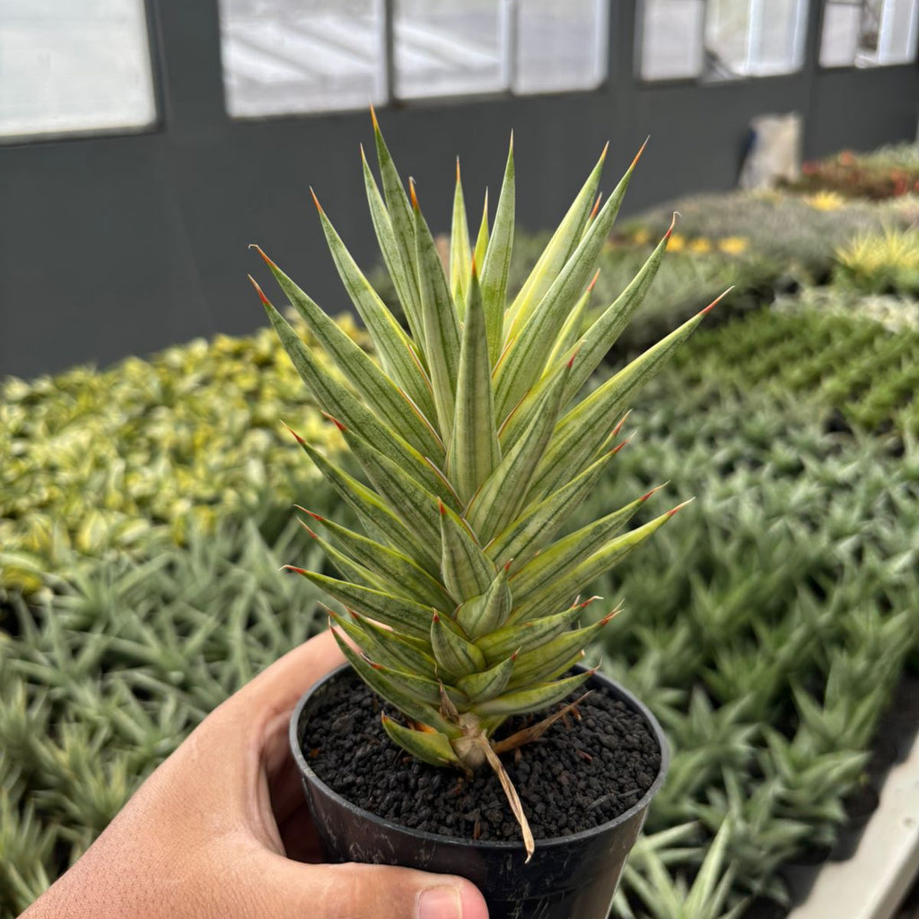 francissi sansevieria Sansevieria francisii Variegated yellow – Succulentasia