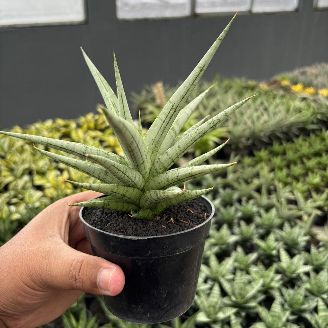 Sansevieria Cinta