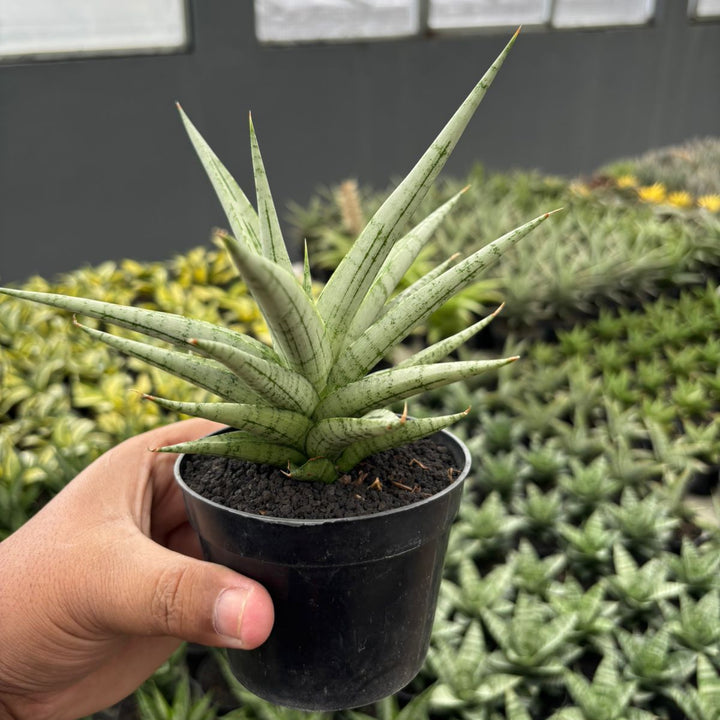 Sansevieria Cinta