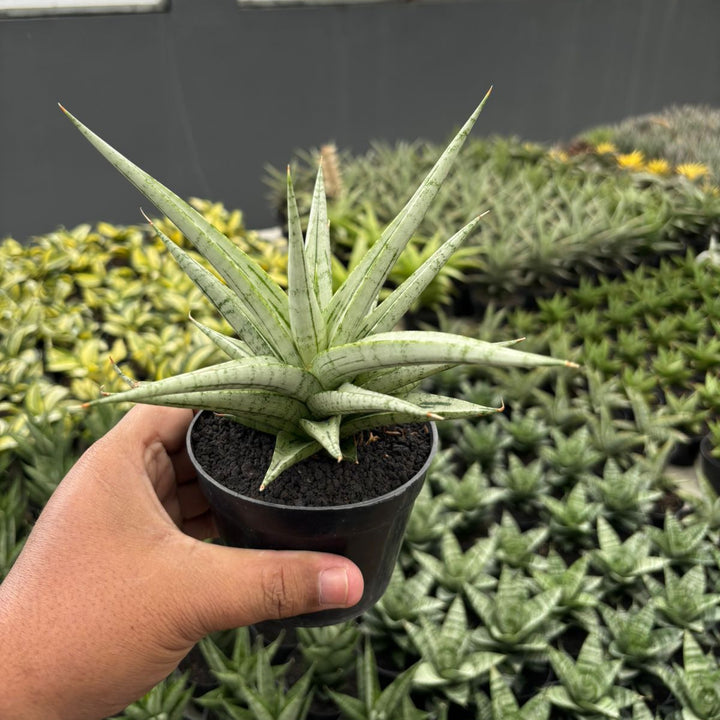Sansevieria Cinta