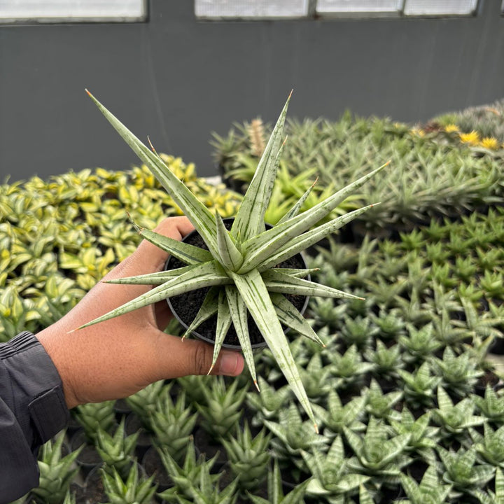 Sansevieria Cinta