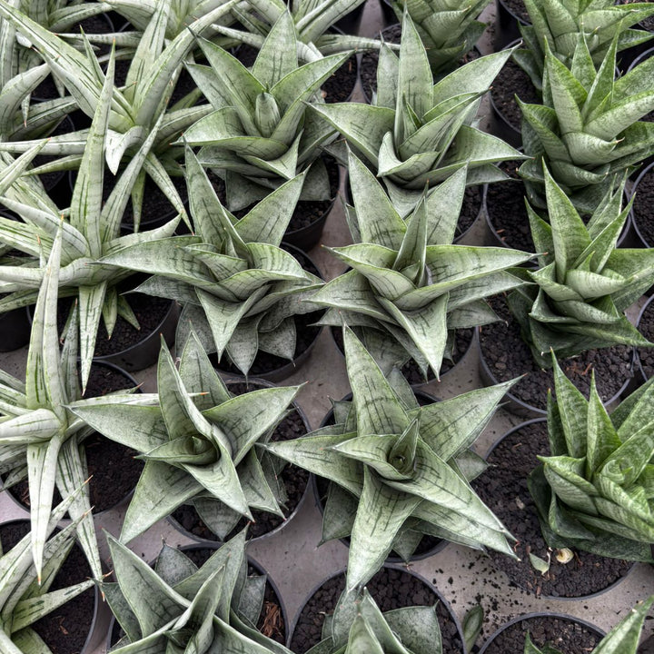 Sansevieria Agatha