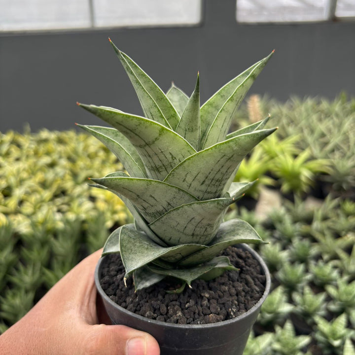 Sansevieria Agatha