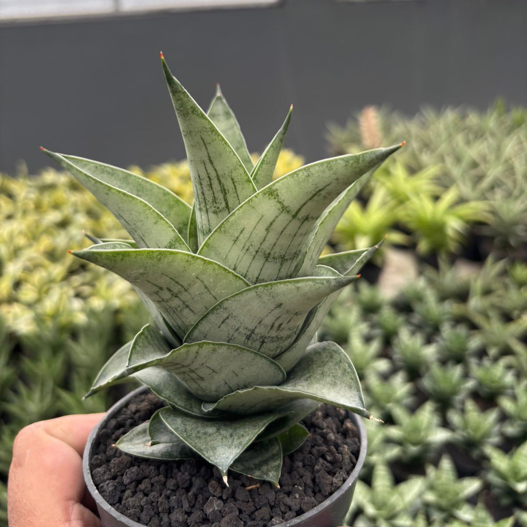 Sansevieria Agatha