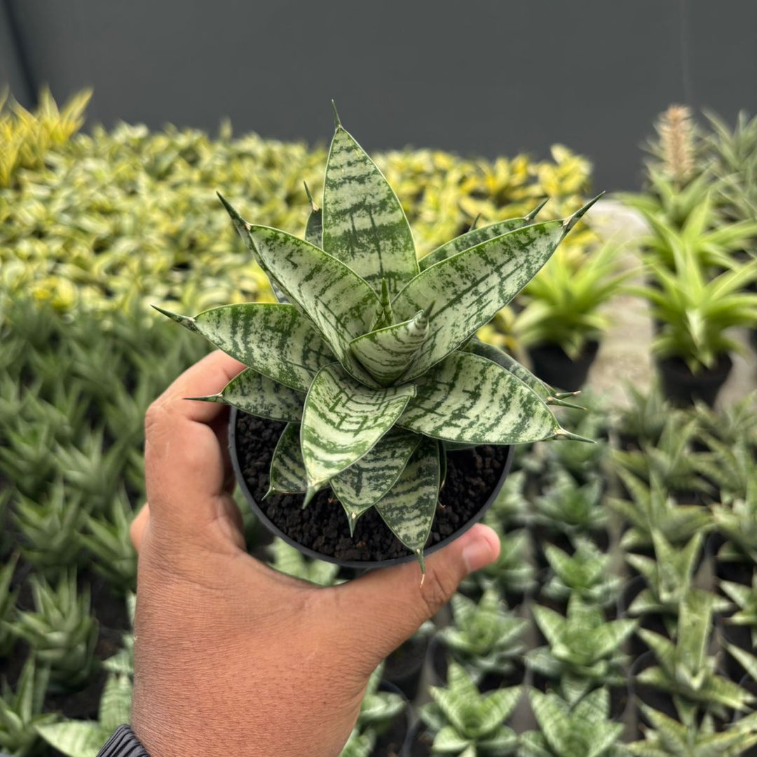 Sansevieria Pandawa