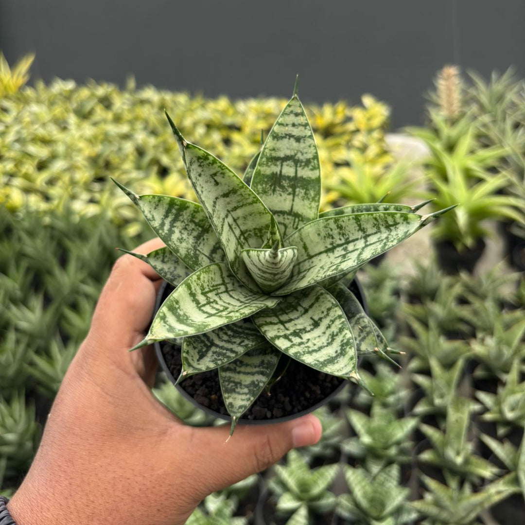 Sansevieria Pandawa
