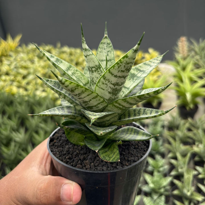 Sansevieria Pandawa
